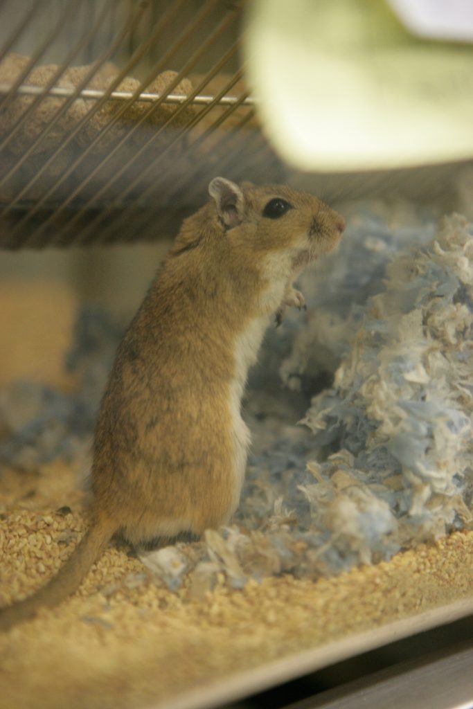 Foto: Understanding Animal Research