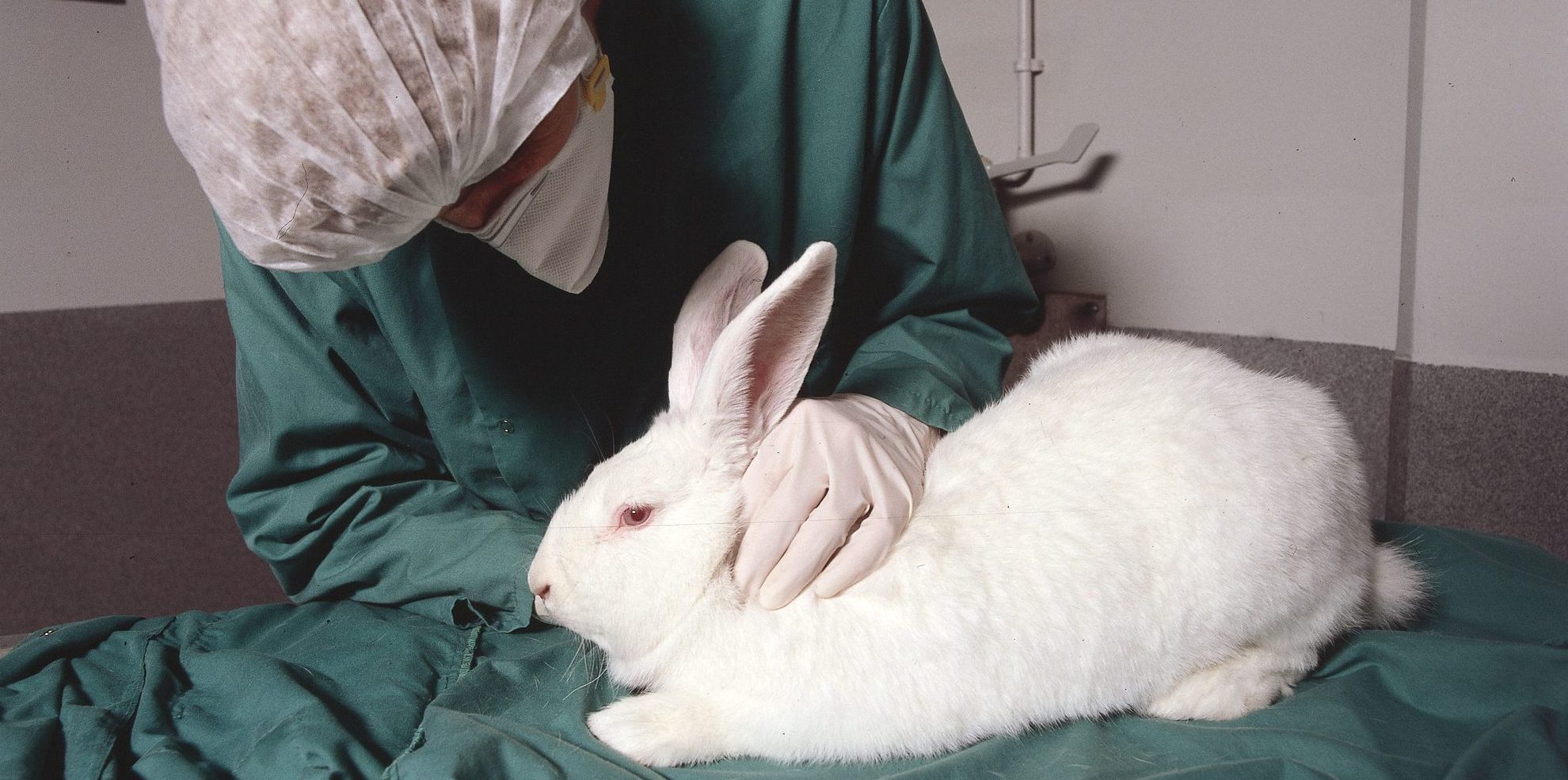 Ein Tierpfleger nimmt einen Gesundheitscheck bei einem weißen Kaninchen vor.