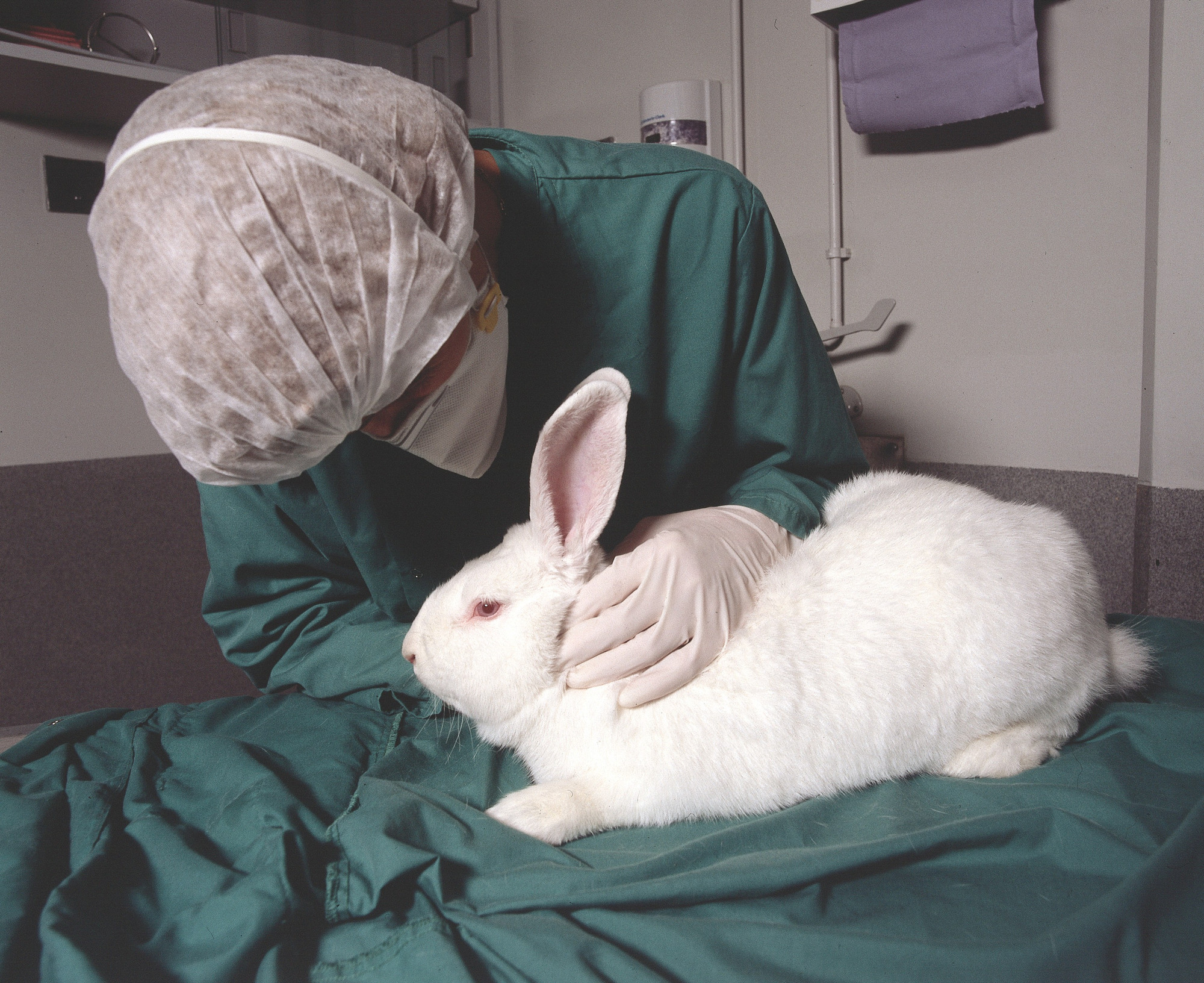 Ein Tierpfleger nimmt einen Gesundheitscheck bei einem weißen Kaninchen vor.