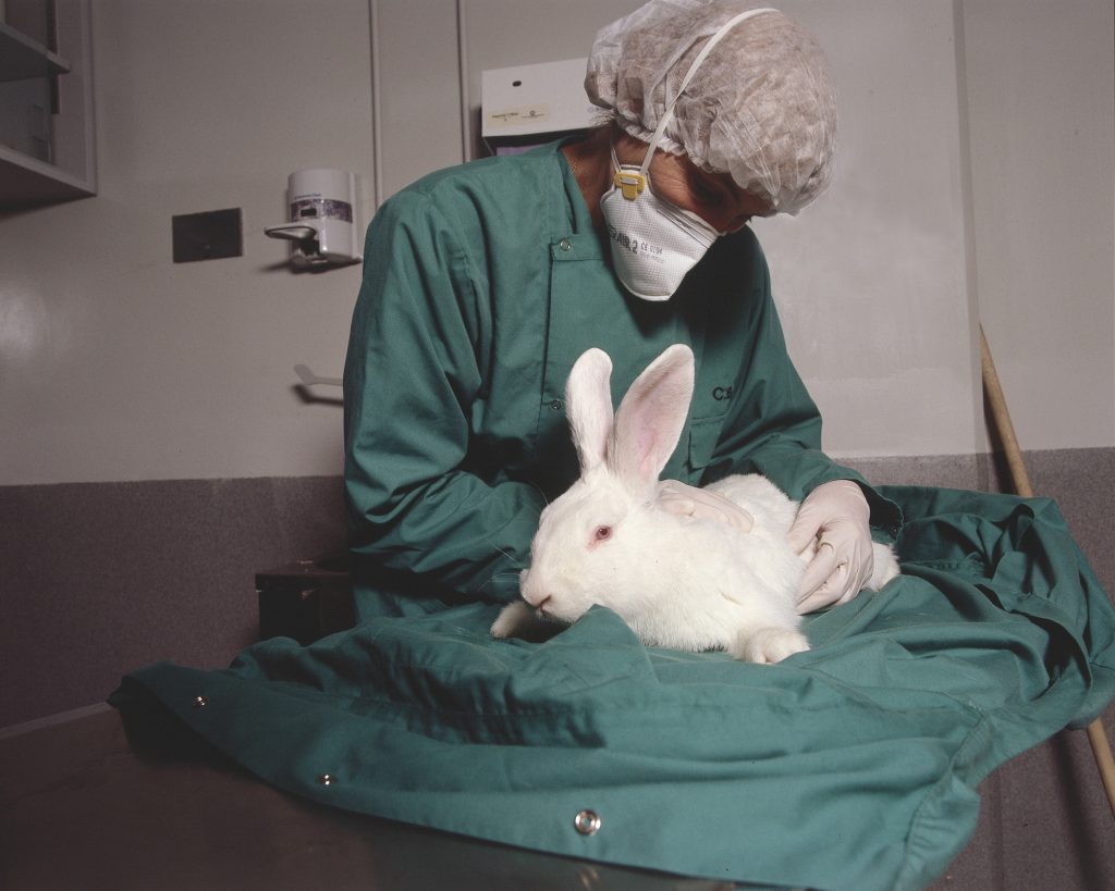 Ein Kaninchen wird einem Gesundheitscheck unterzogen. 