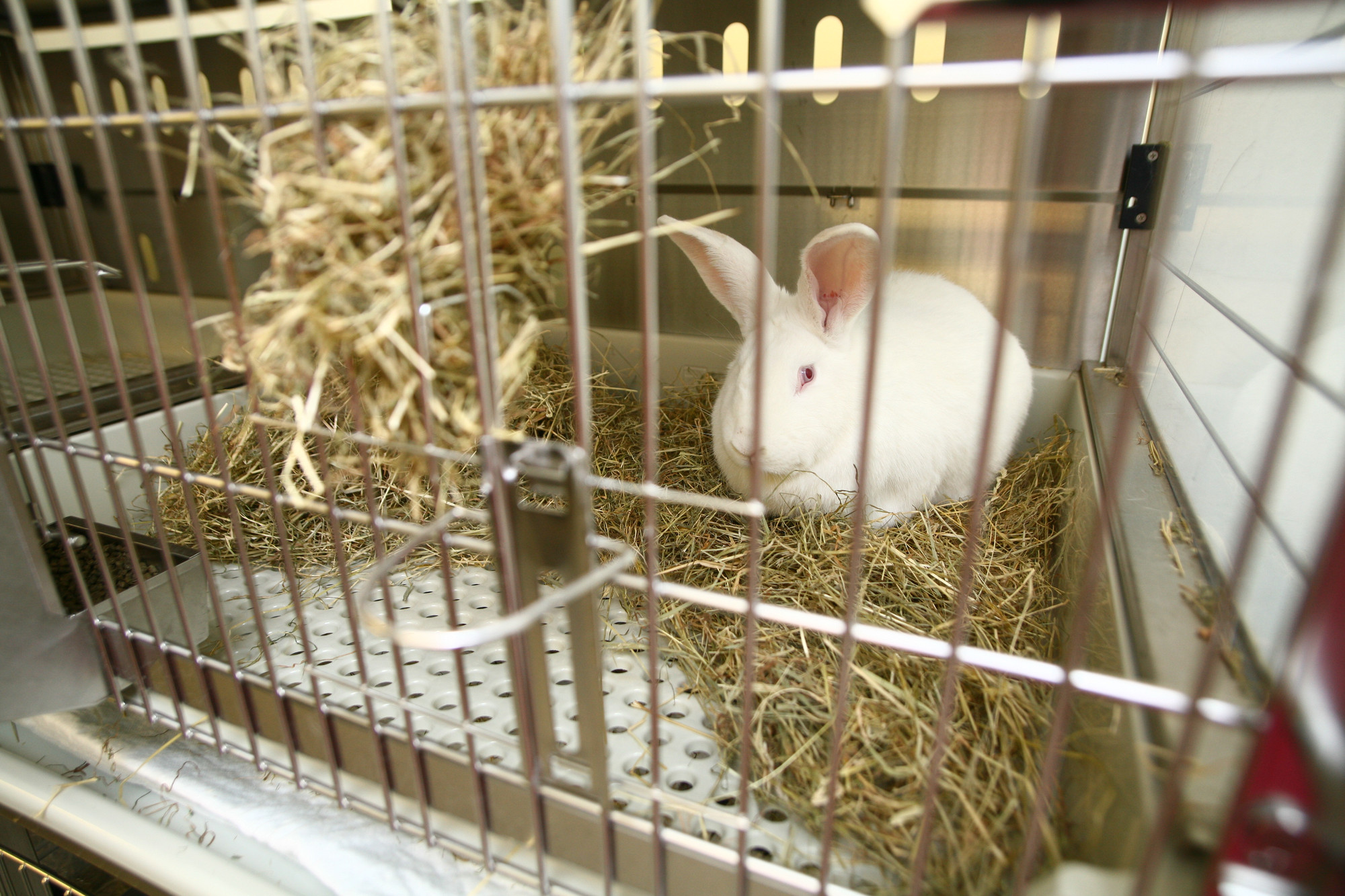 Ein weißes Kaninchen sitzt in seinem Käfig im Heu.