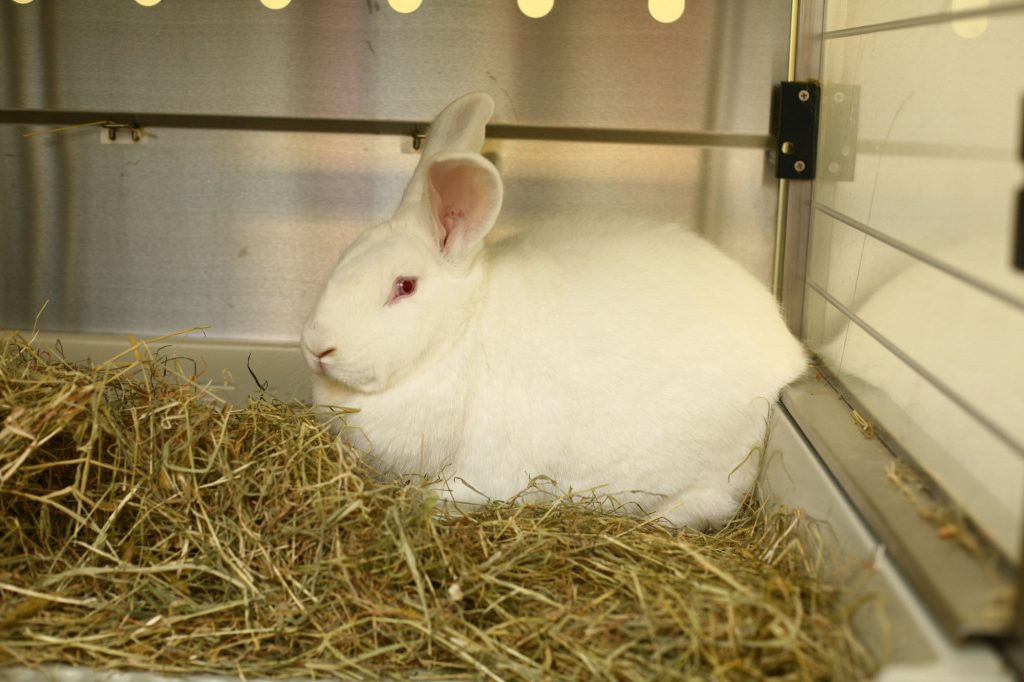 Ein weißes Kaninchen im Käfig.