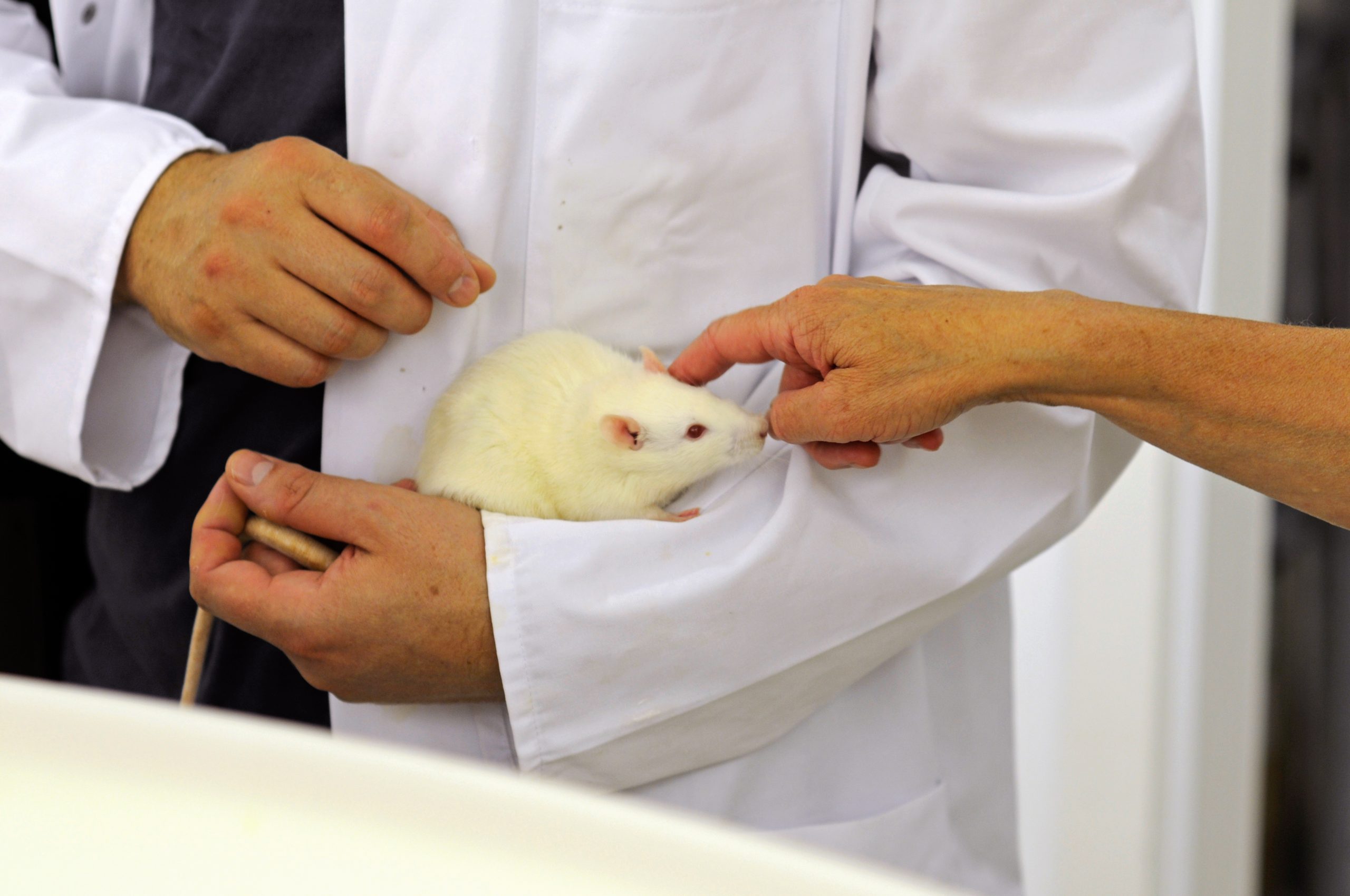 Ein Forscher hält eine weiße Ratte auf dem Arm, die gestreichelt wird.