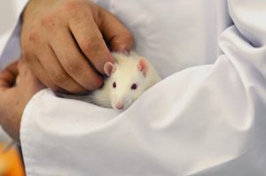 Ein Forscher hält eine weiße Ratte auf dem Arm und krault sie.