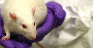 Eine weiße Ratte steht auf Händen mit lila Handschuhen.