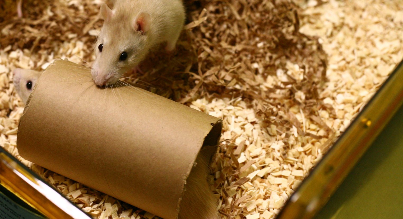 Zwei Ratten spielen mit einer Papprolle in ihrem Käfig.