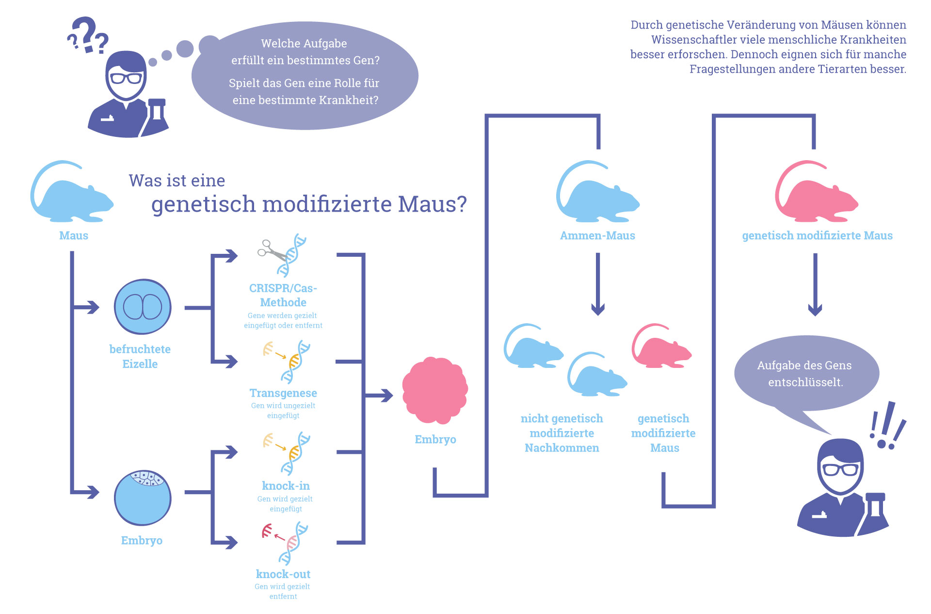 Grafik: Was ist eine genetisch modifizierte Maus?