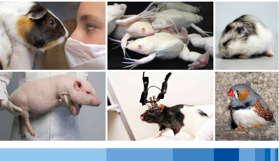 DFG-Broschüre „Tierversuche in der Forschung“ jetzt auch auf Englisch