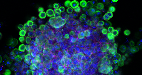 Stammzellen unter dem Fluoreszenzmikroskop