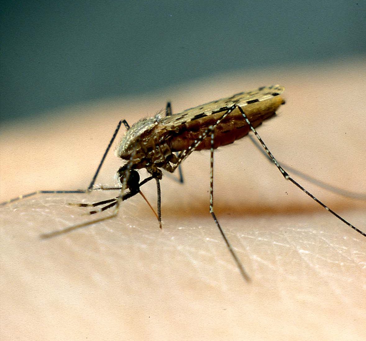 weibliche Malariamücke