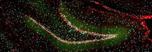 Bildung neuer Nervenzellen im Hippocampus der Maus (Neurogenese).