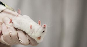 Tierversuche - Betäubung Maus