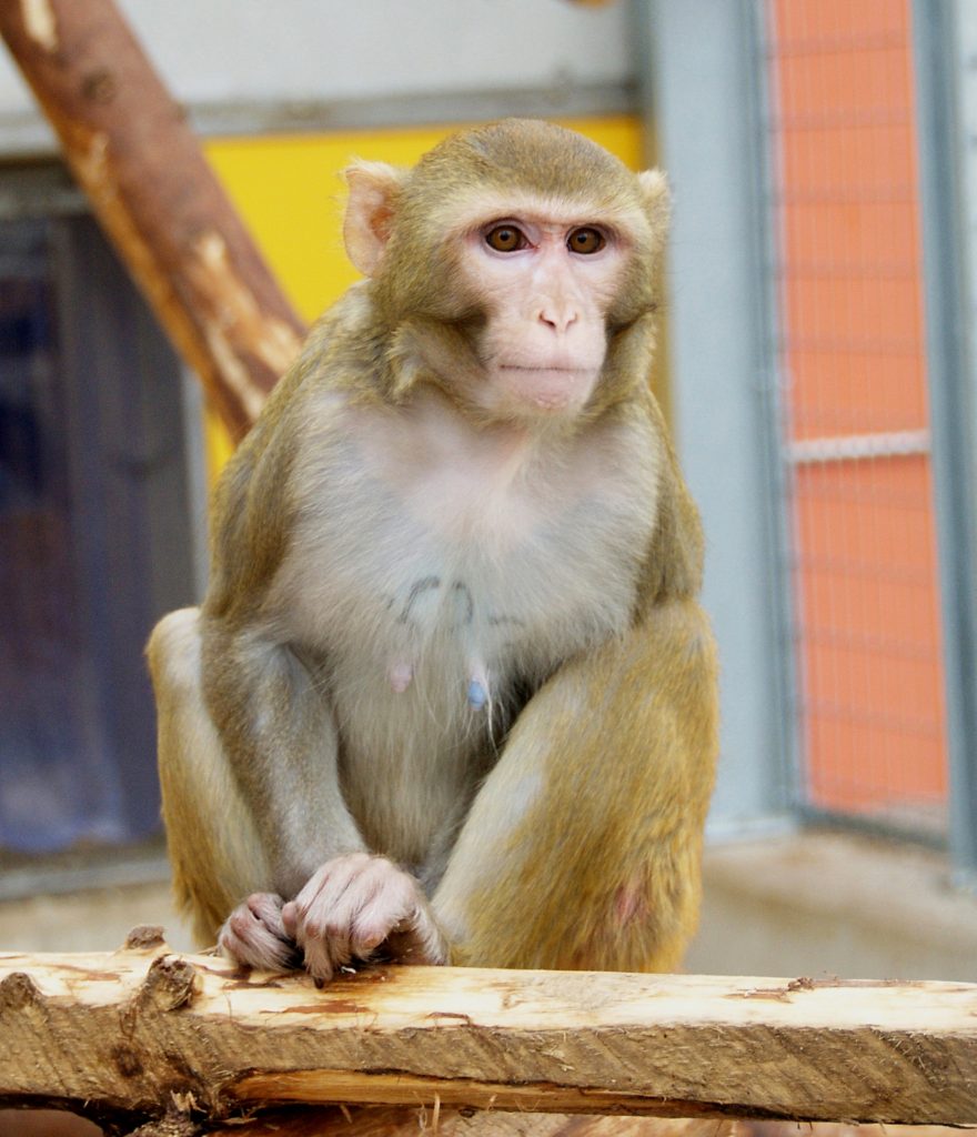 Affe am Deutschen Primatenzentrum